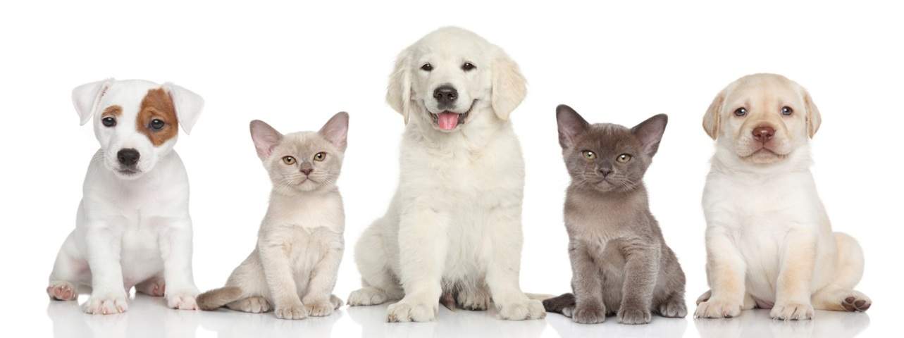 Pet Food Wholesale Inc. EDI